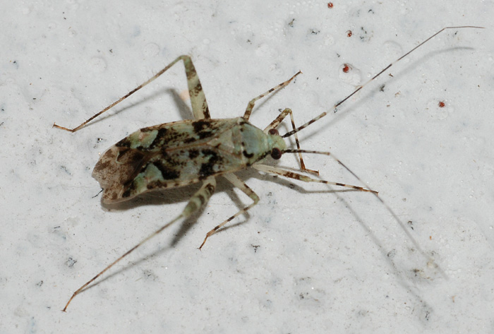 Miridae: Phytocoris tiliae dell''Emilia (RE)